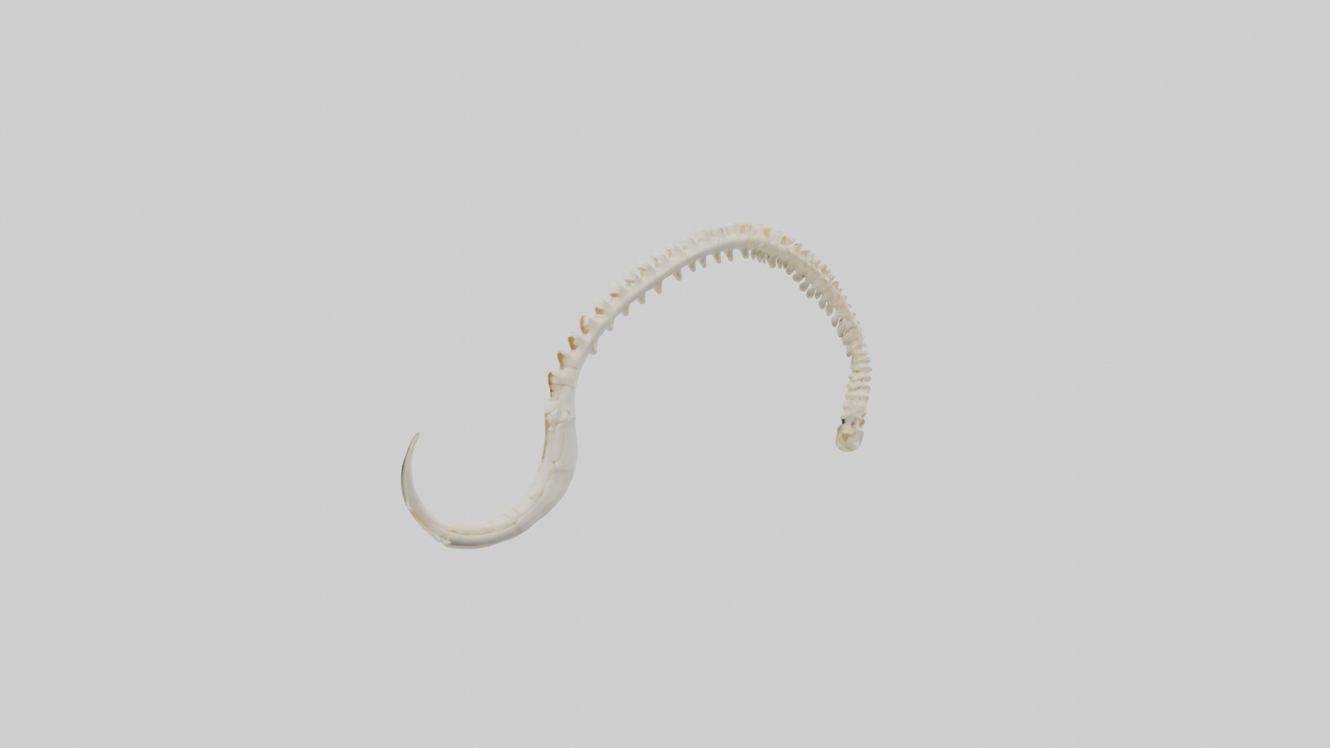 Fox Tail Skeleton model 3D model_8
