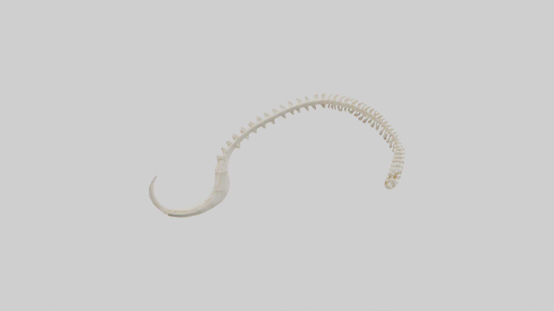 Fox Tail Skeleton model 3D model_12