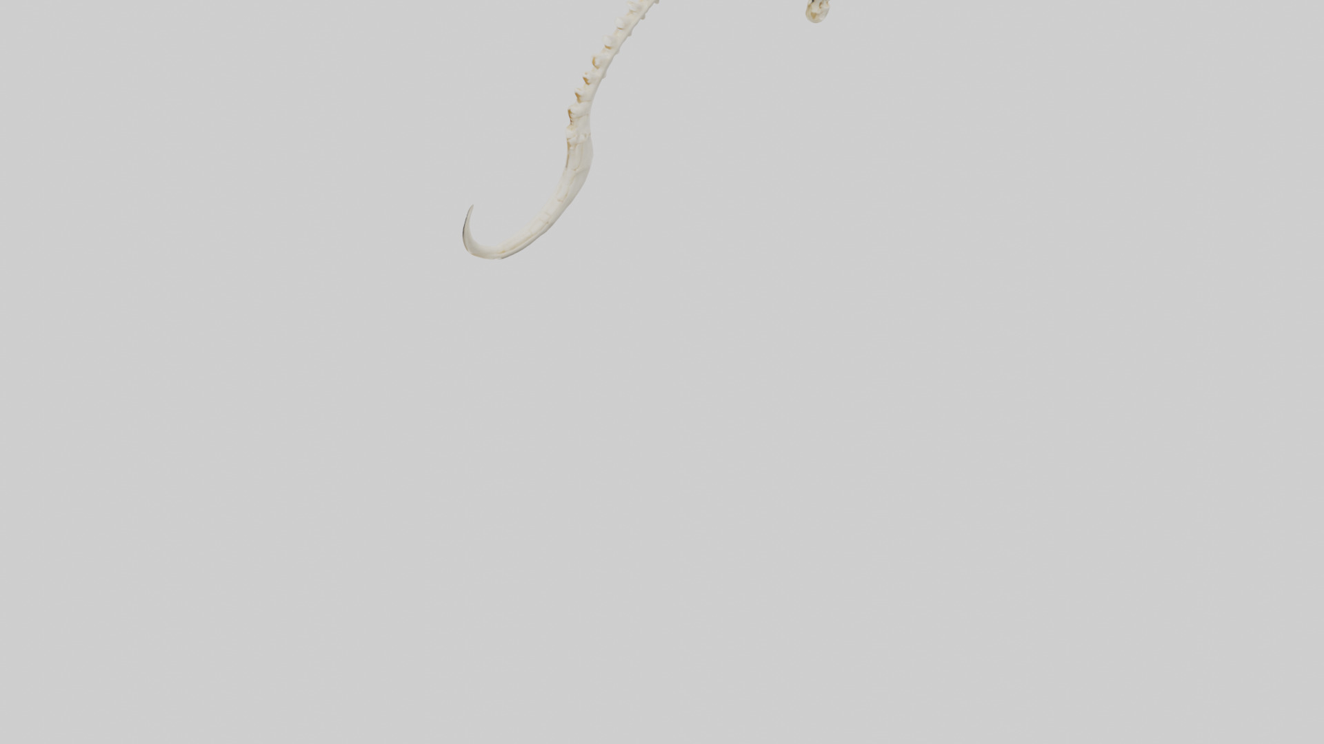 Fox Tail Skeleton model 3D model_5