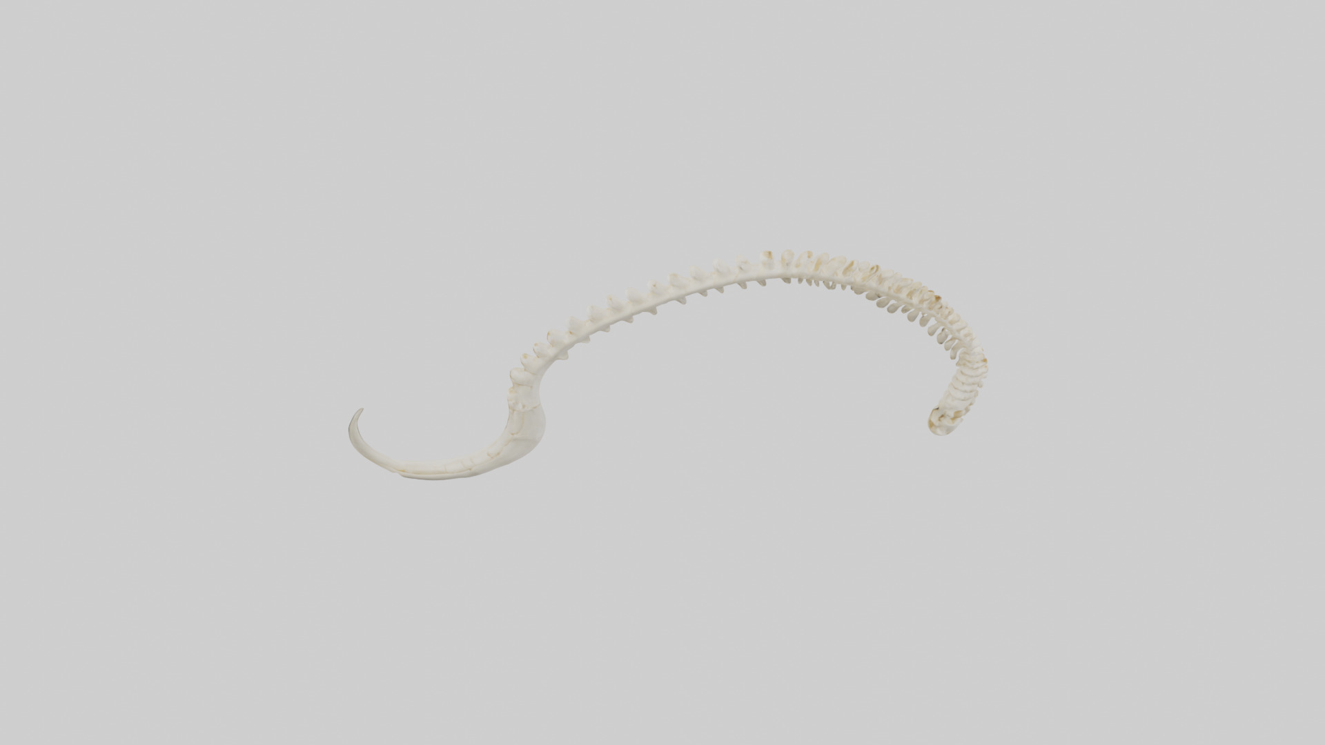 Fox Tail Skeleton model 3D model_17