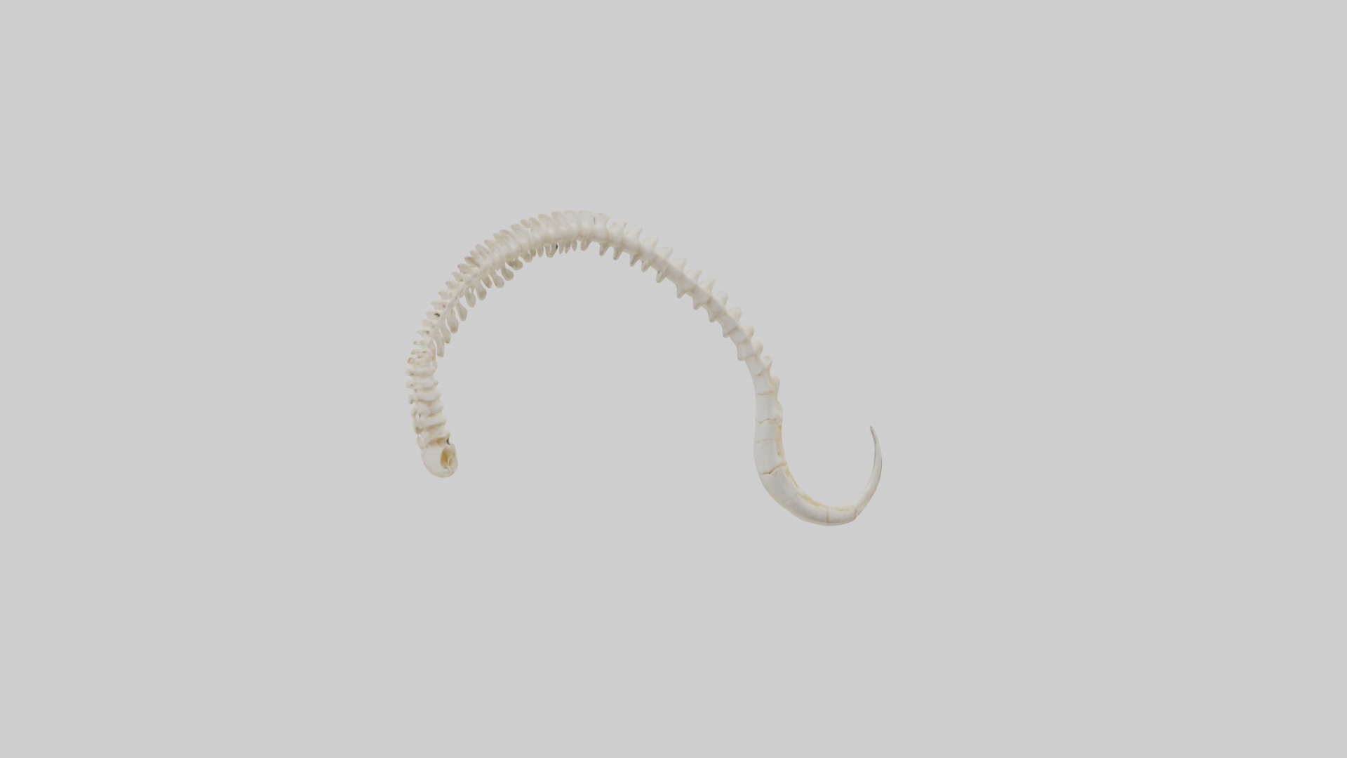 Fox Tail Skeleton model 3D model_2