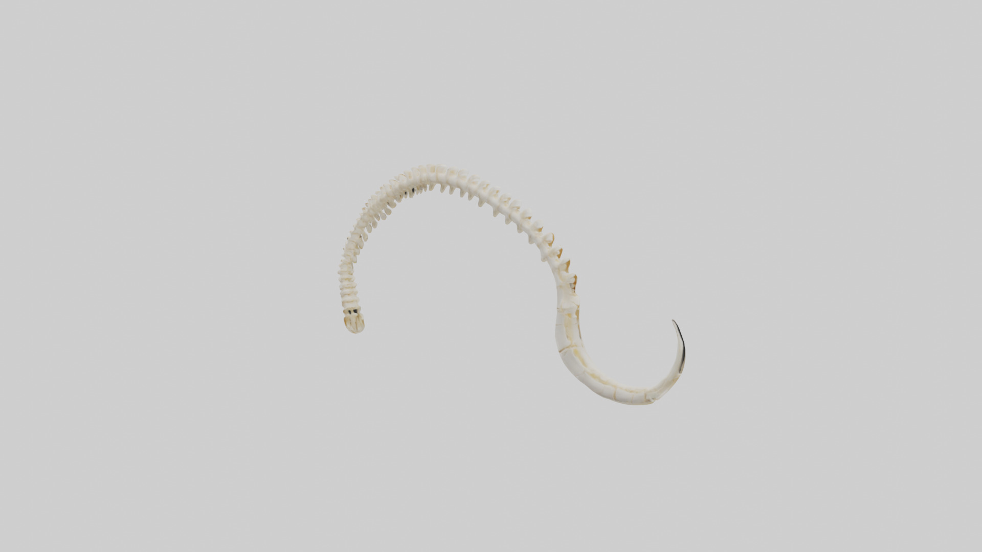 Fox Tail Skeleton model 3D model_11