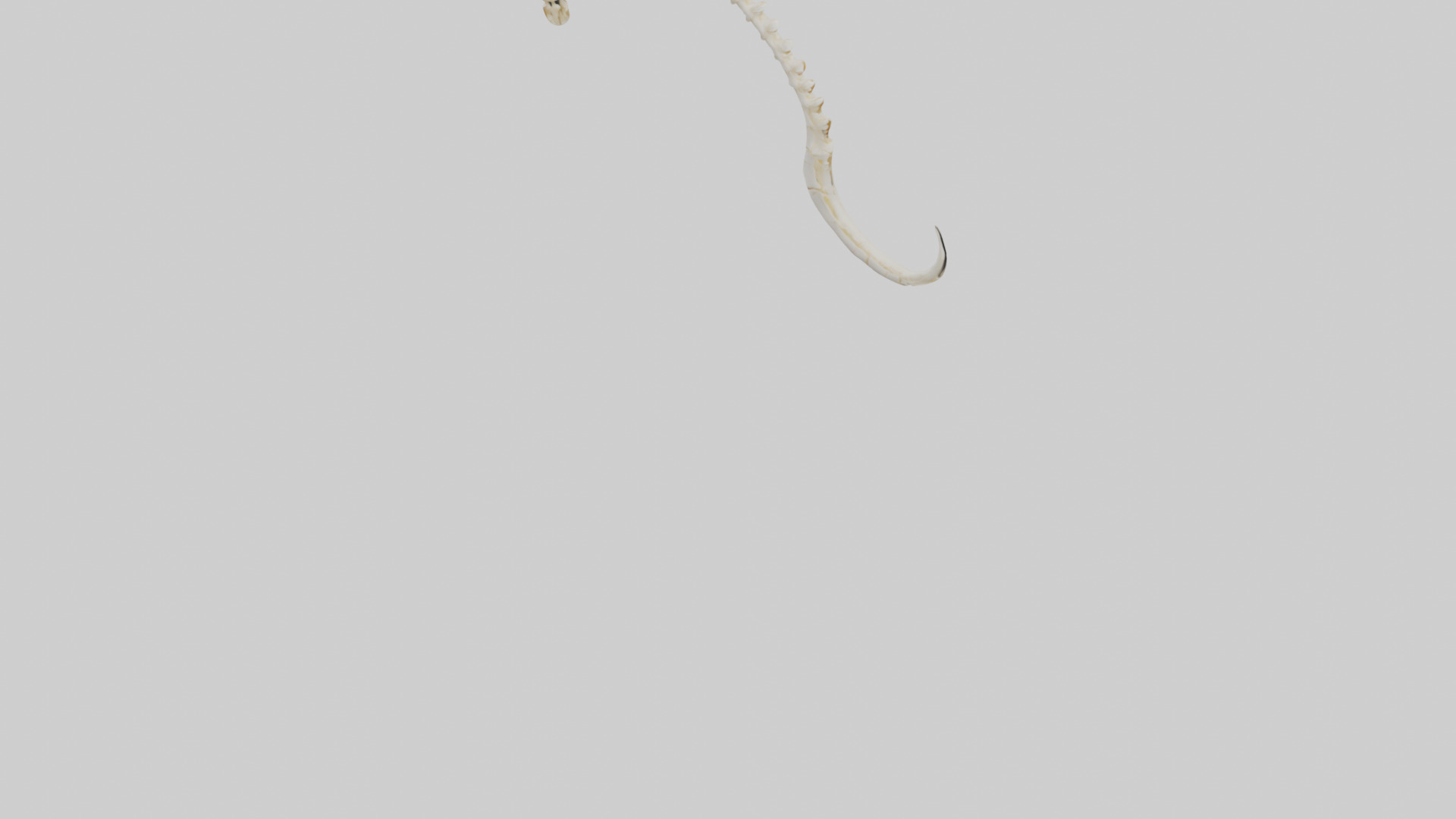 Fox Tail Skeleton model 3D model_6