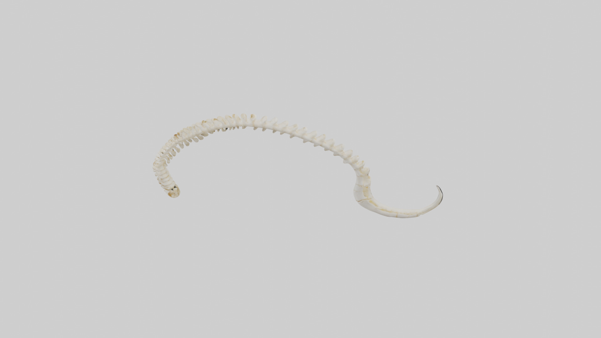 Fox Tail Skeleton model 3D model_18