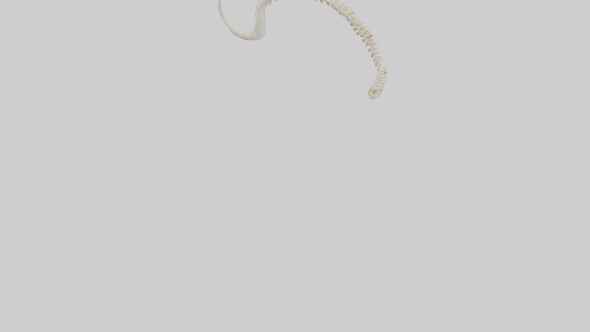 Fox Tail Skeleton model 3D model_3