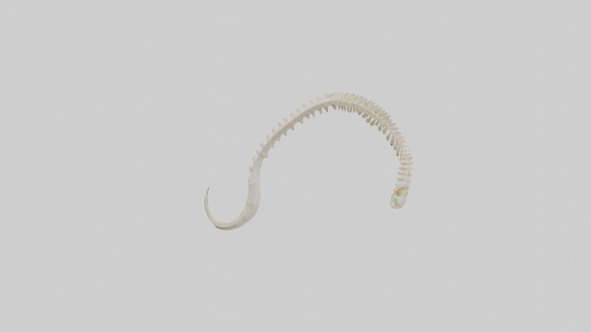 Fox Tail Skeleton model 3D model_1