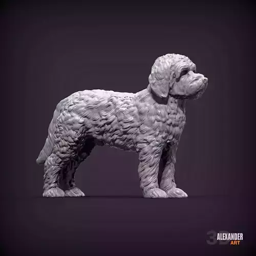 Goldendoodle standing