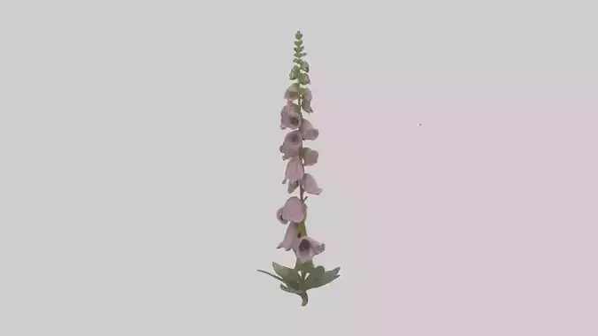 Foxglove model