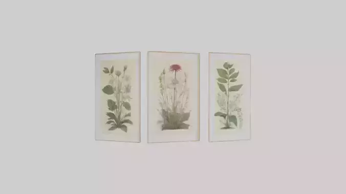 Framed Botanical Prints 3D model
