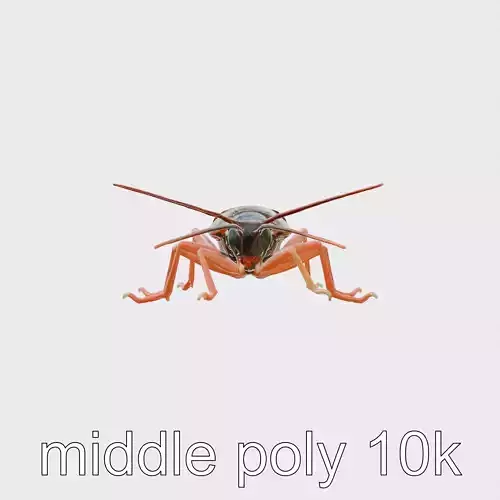Red Nocturnal Cockroach Model with Detailed Textures Low-poly 3D model
