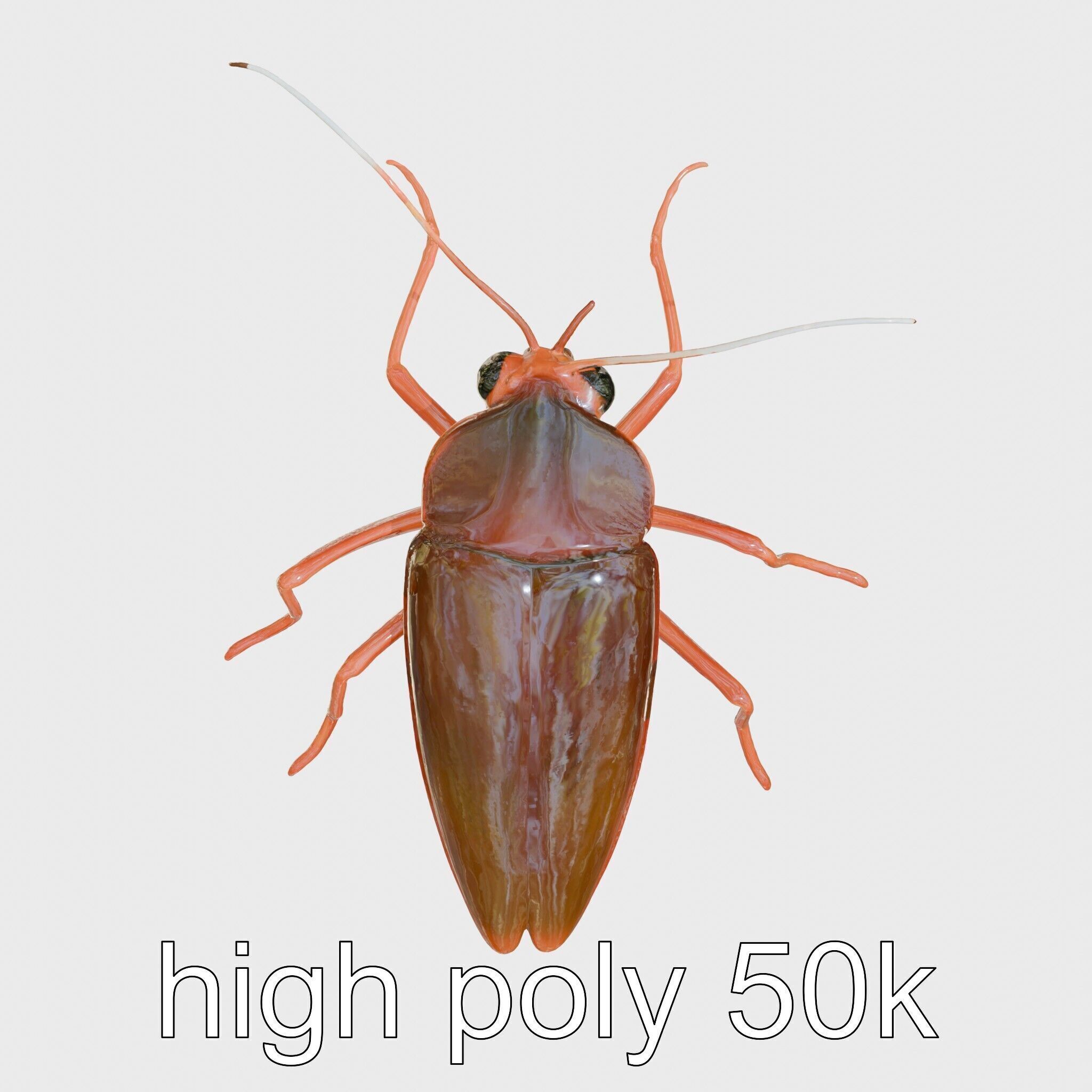 Urban Cockroach Realistic 3D Model with Detailed Textures Low-poly 3D model_16