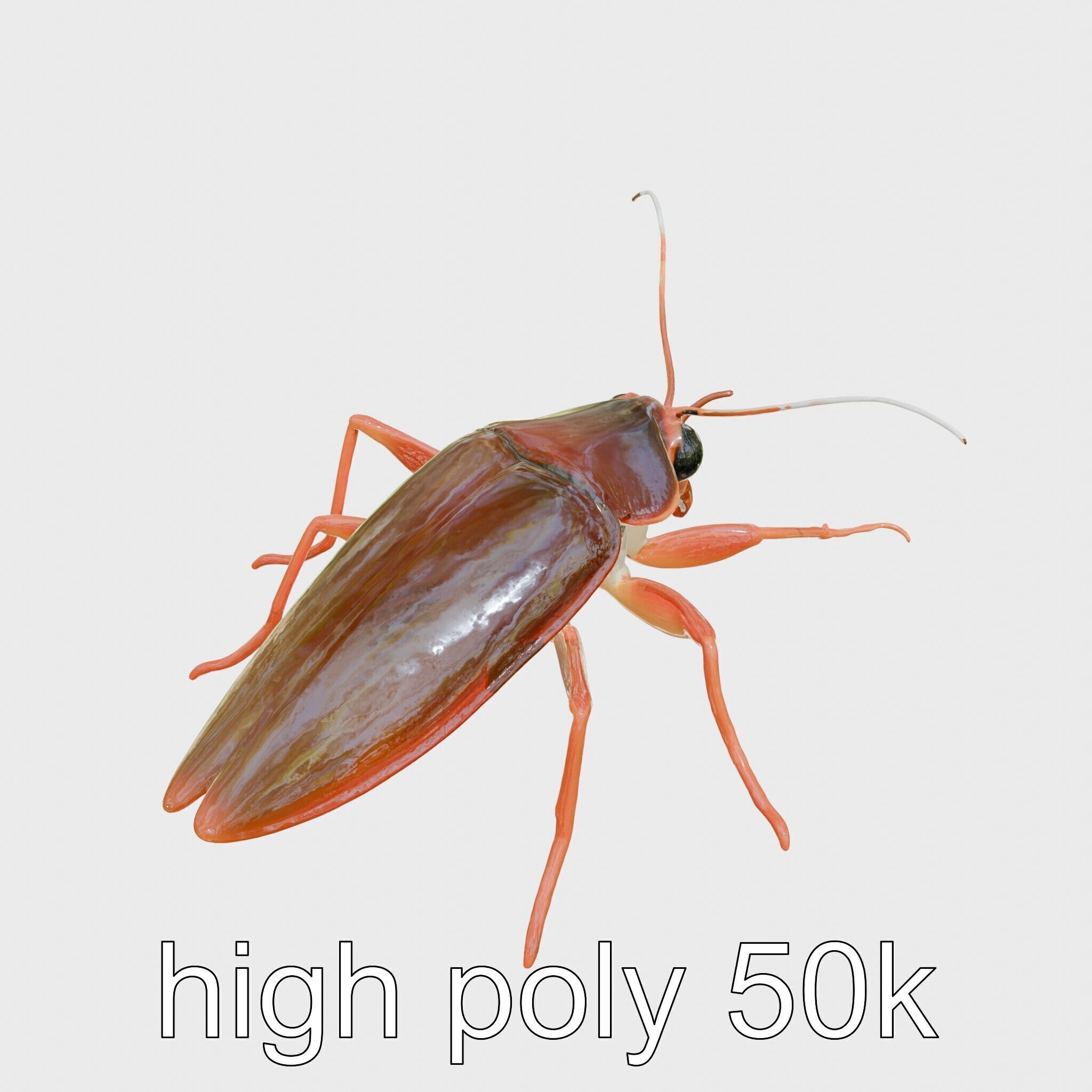 Urban Cockroach Realistic 3D Model with Detailed Textures Low-poly 3D model_11