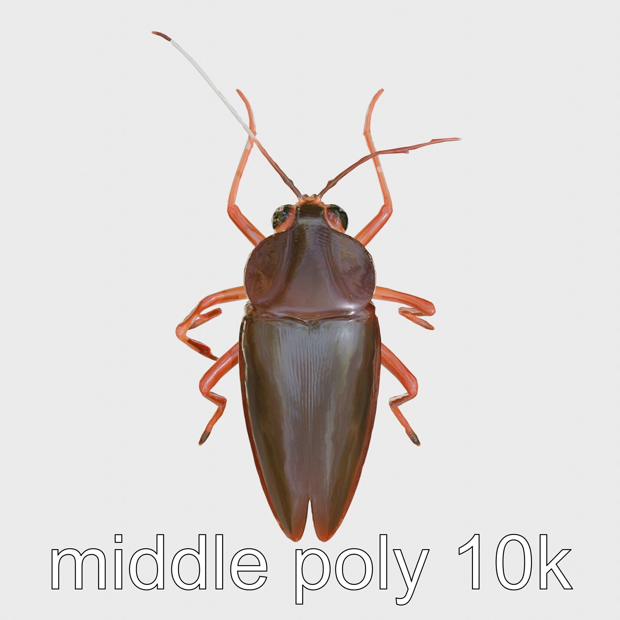 Urban Cockroach Realistic 3D Model with Detailed Textures Low-poly 3D model_15