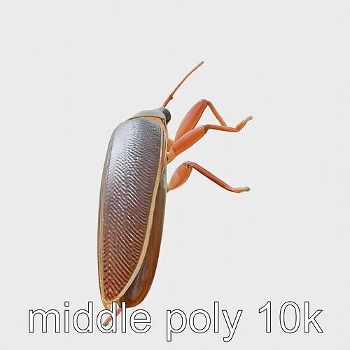 Desert Cockroach 3D Model with Detailed Exoskeleton Low-poly 3D model