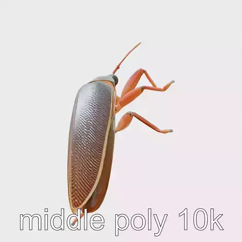 Desert Cockroach 3D Model with Detailed Exoskeleton Low-poly 3D model