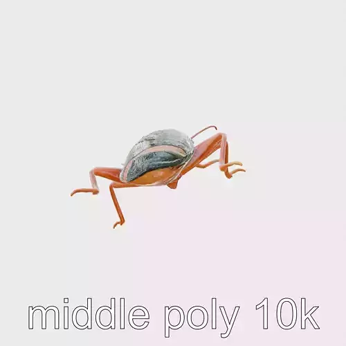Jungle Cockroach Detailed 3D Model Low-poly 3D model