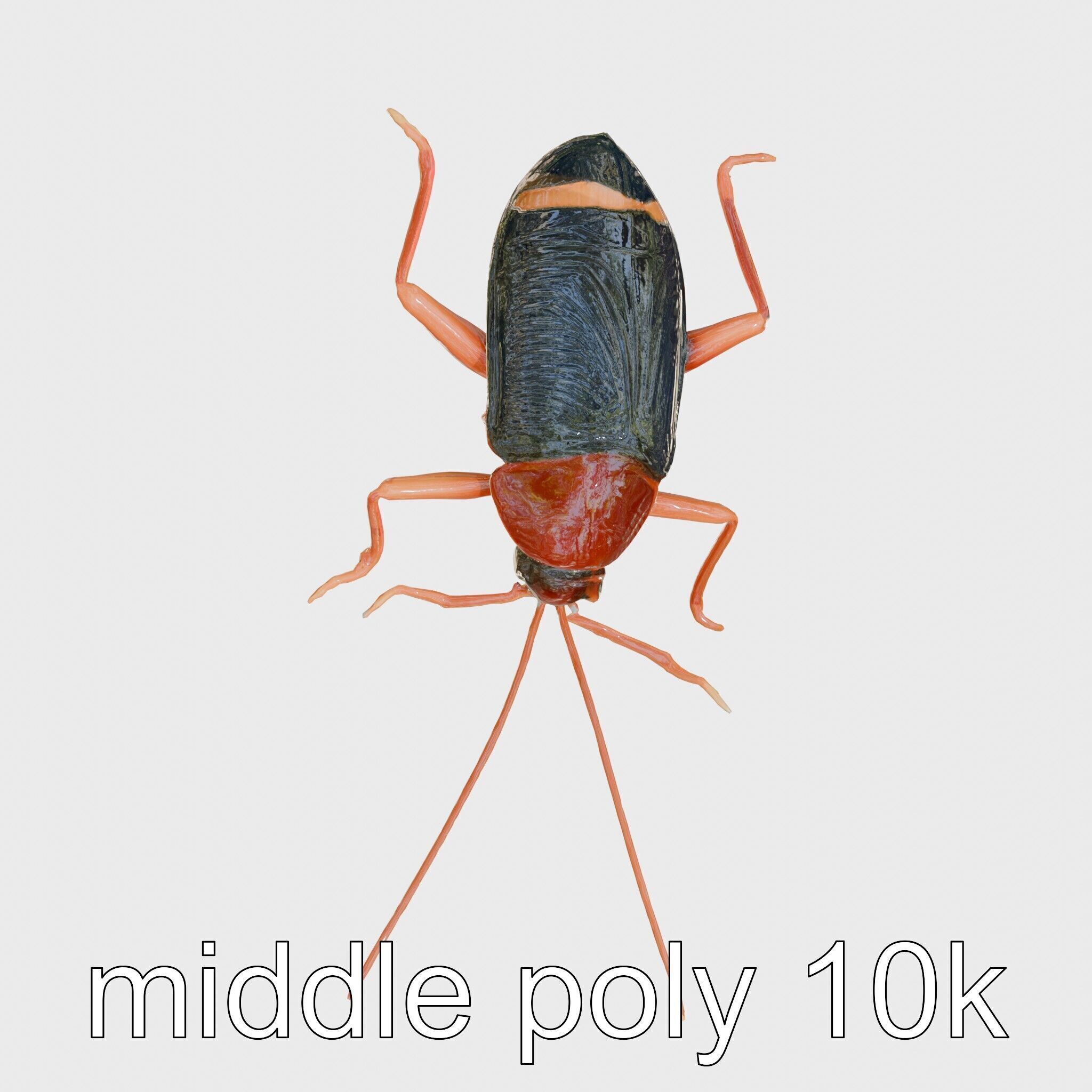 Jungle Cockroach Detailed 3D Model Low-poly 3D model_29