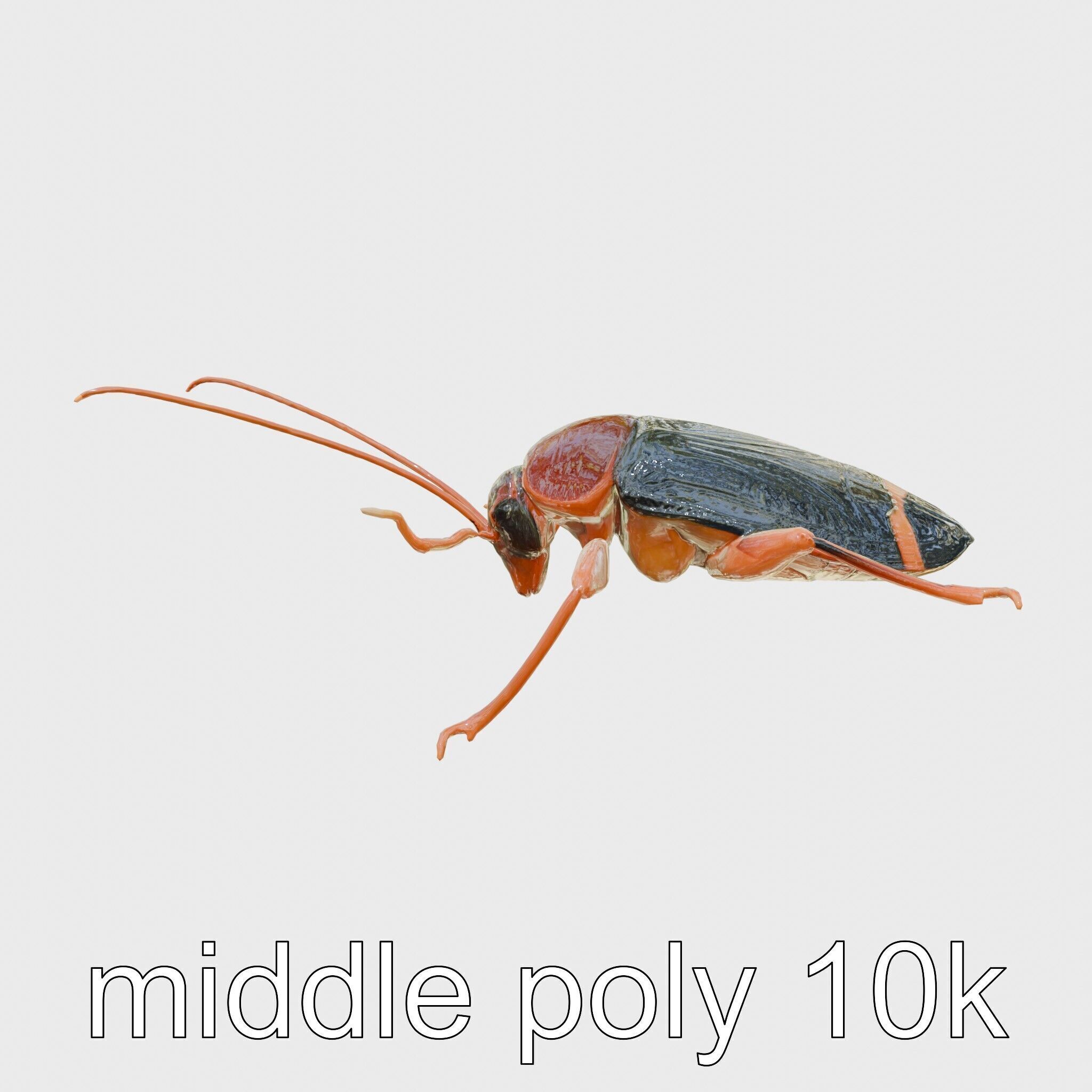 Jungle Cockroach Detailed 3D Model Low-poly 3D model_17