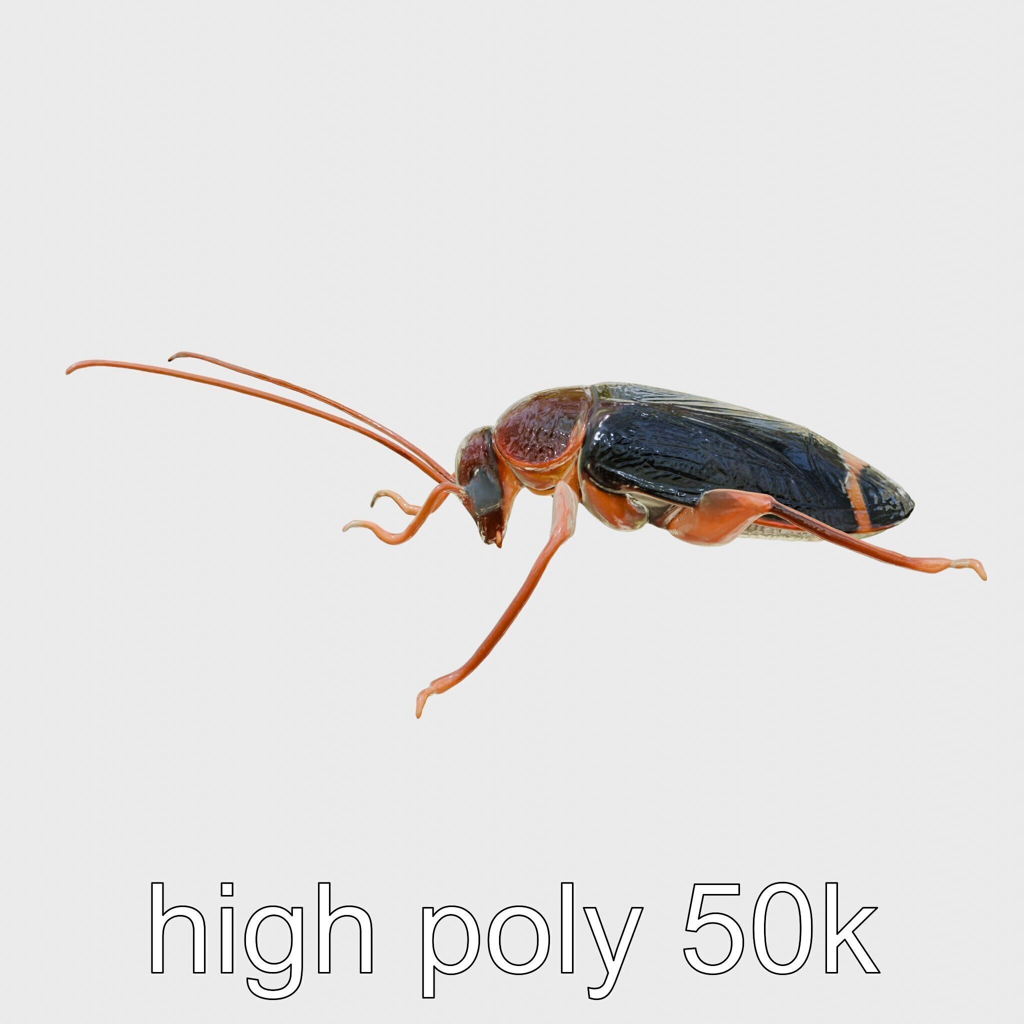 Jungle Cockroach Detailed 3D Model Low-poly 3D model_5