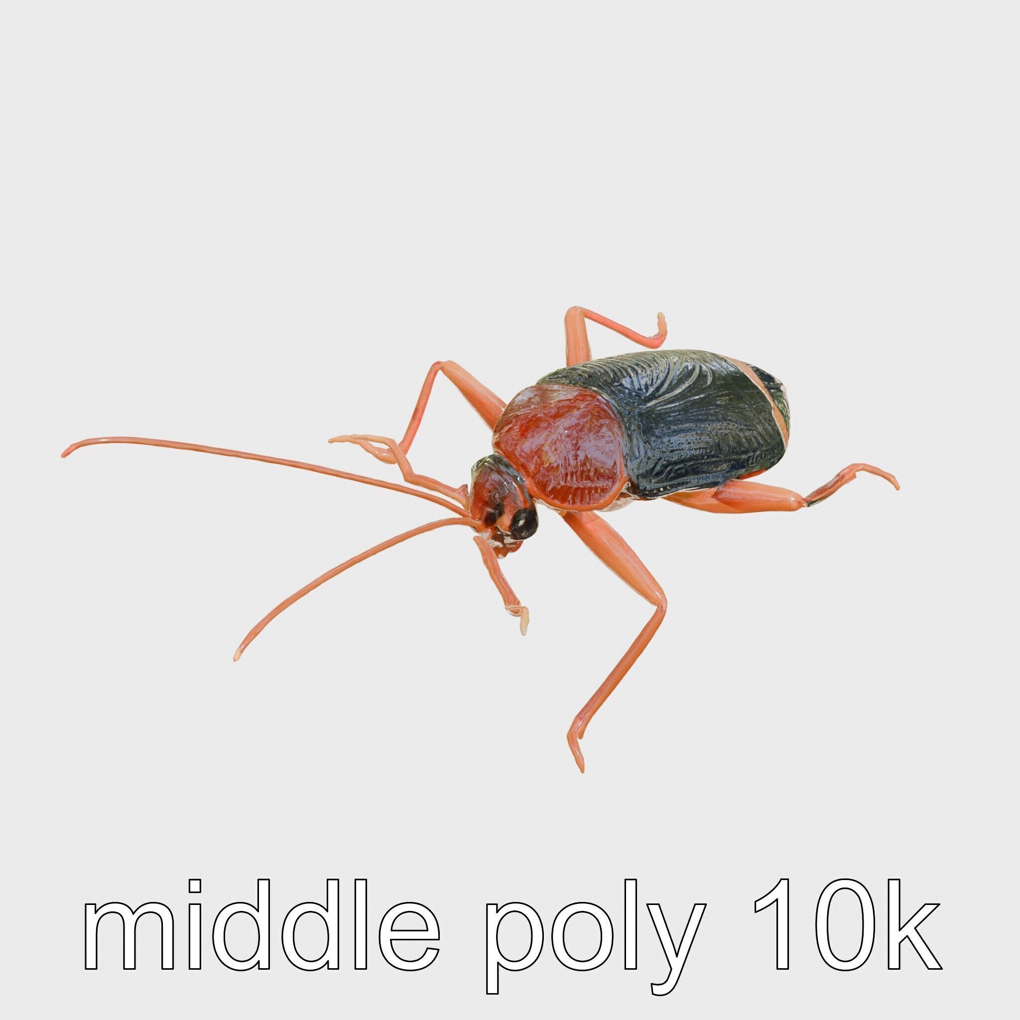 Jungle Cockroach Detailed 3D Model Low-poly 3D model_12