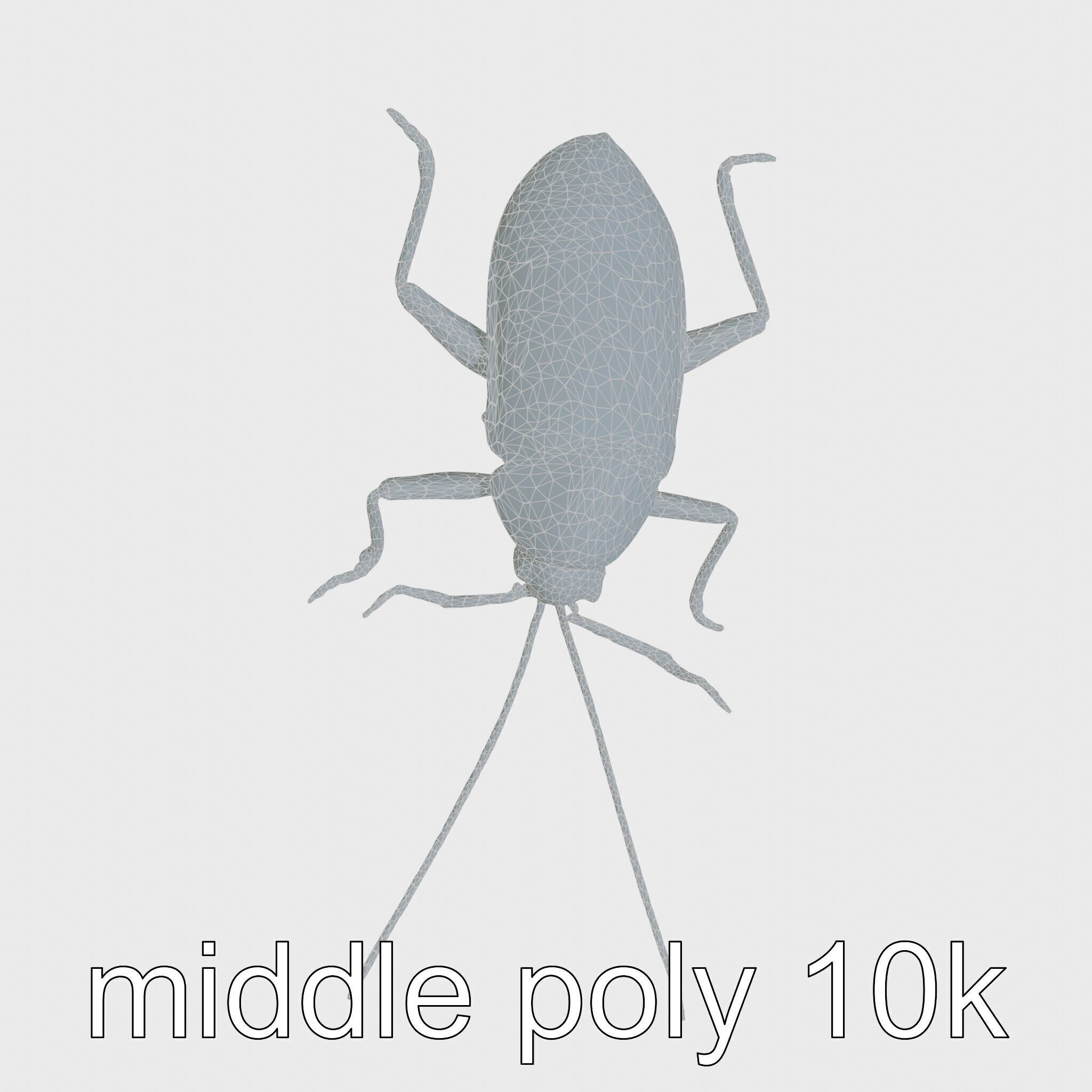 Jungle Cockroach Detailed 3D Model Low-poly 3D model_15