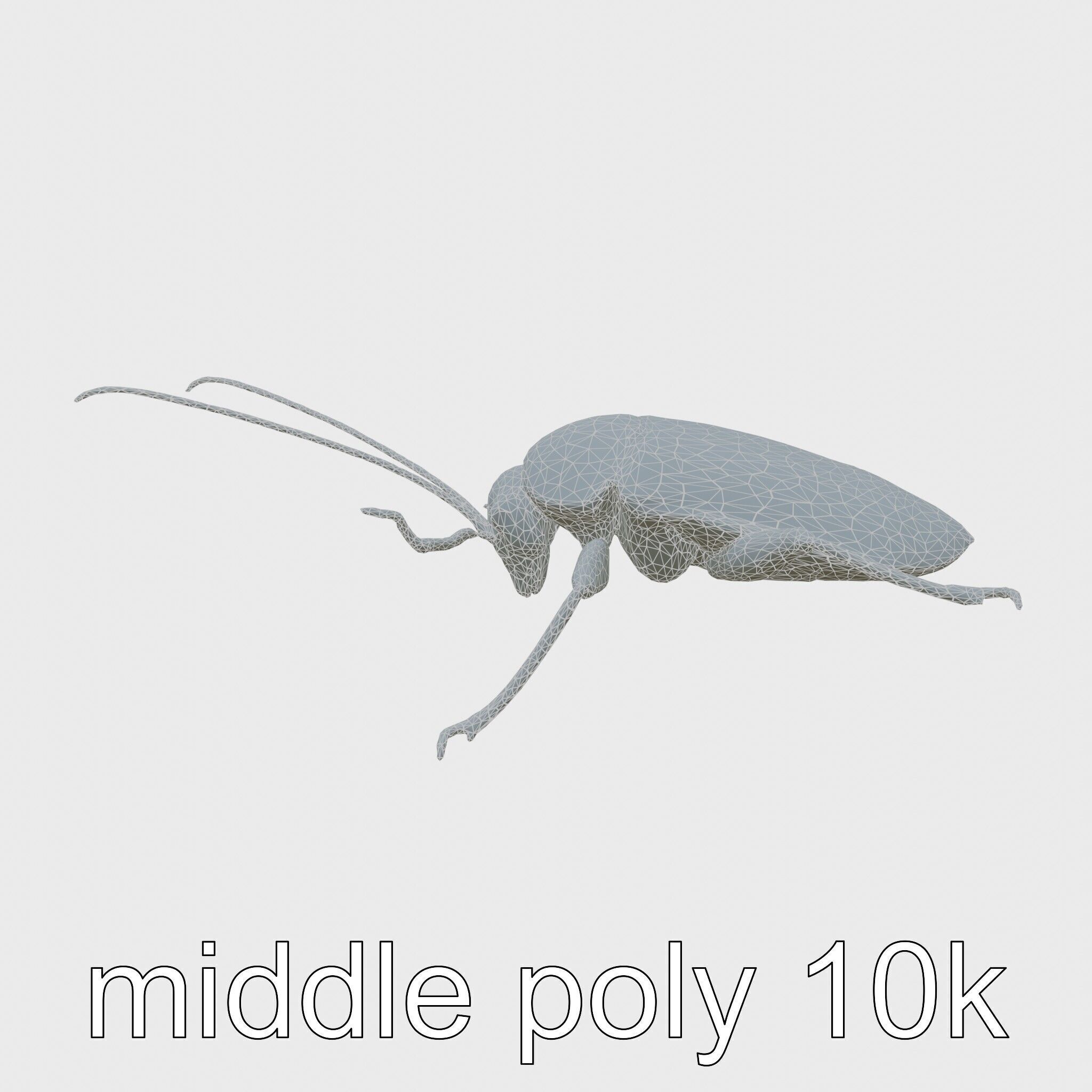 Jungle Cockroach Detailed 3D Model Low-poly 3D model_23
