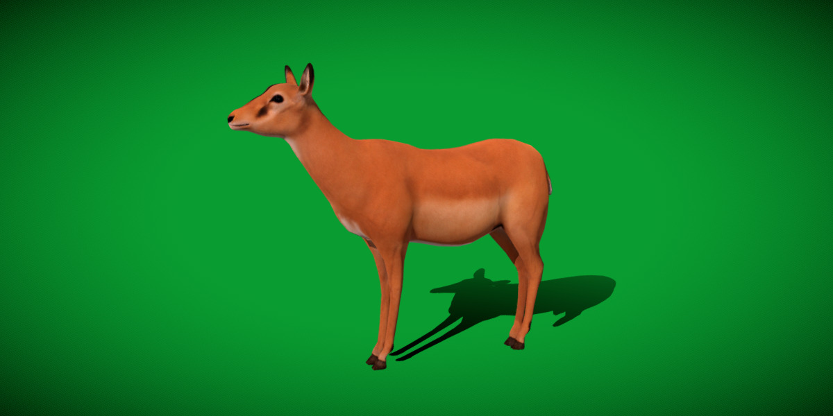 Black Faced Female Impala Low-poly 3D model_29