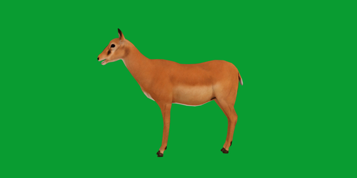 Black Faced Female Impala Low-poly 3D model_17