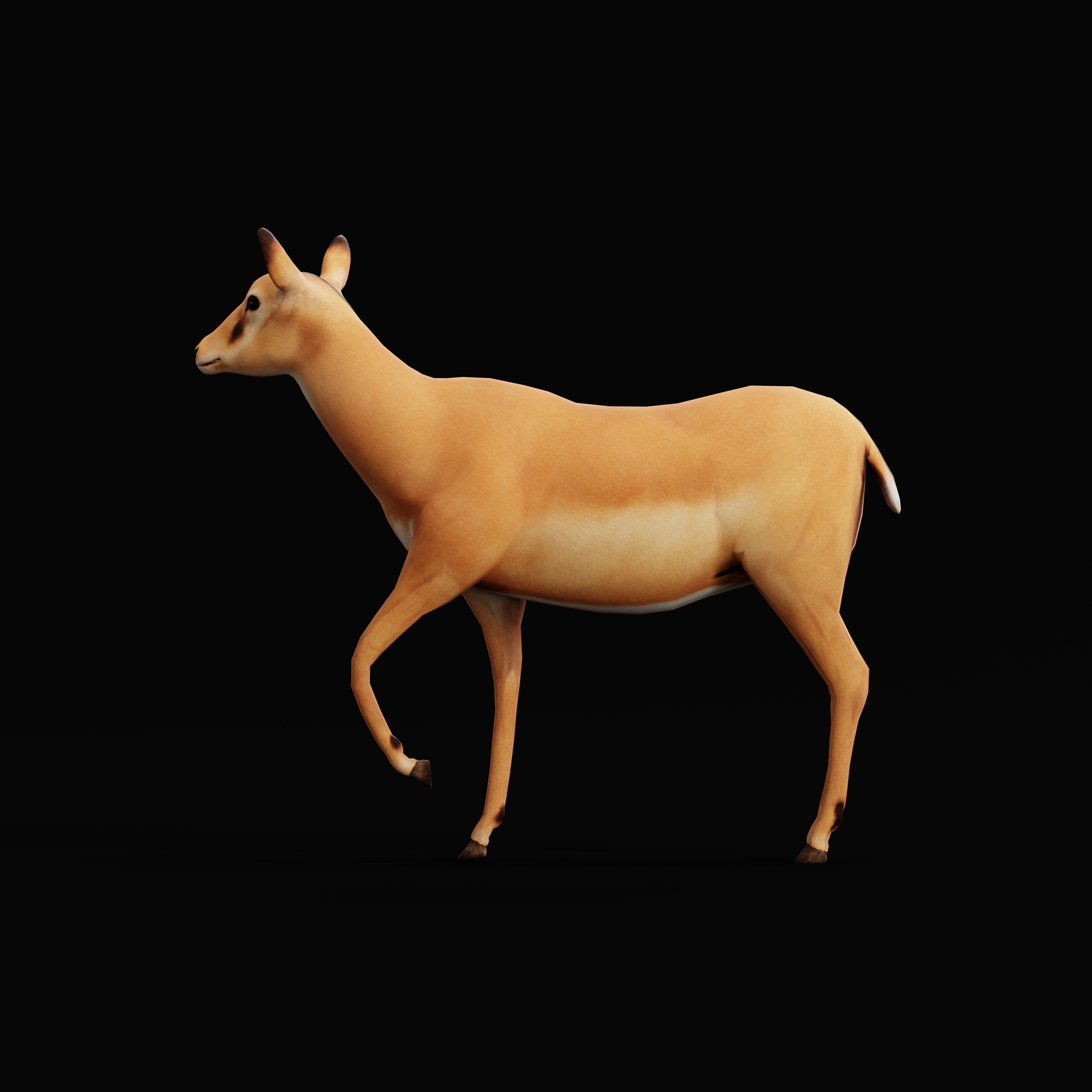 Black Faced Female Impala Low-poly 3D model_35