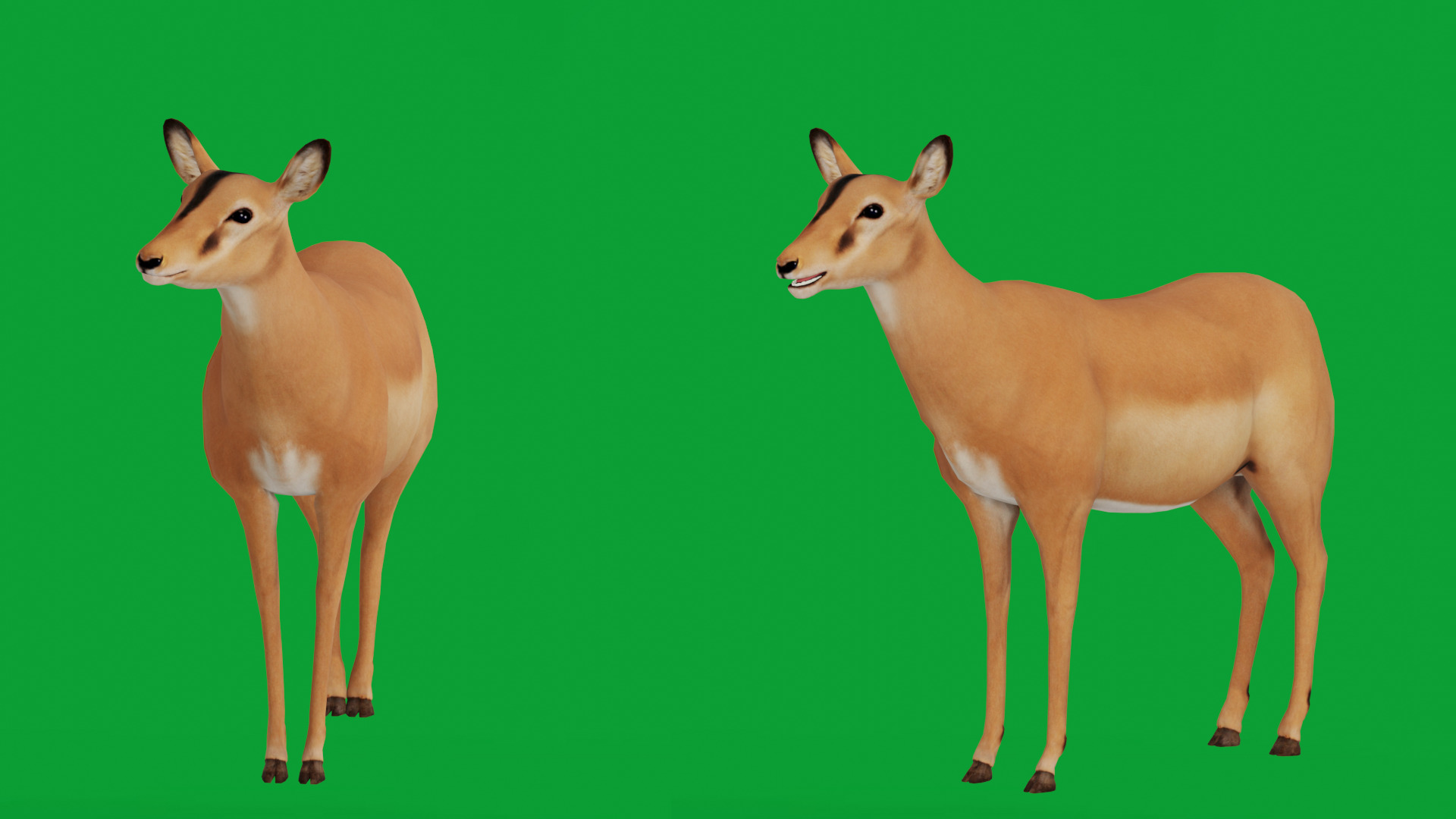 Black Faced Female Impala Low-poly 3D model_4