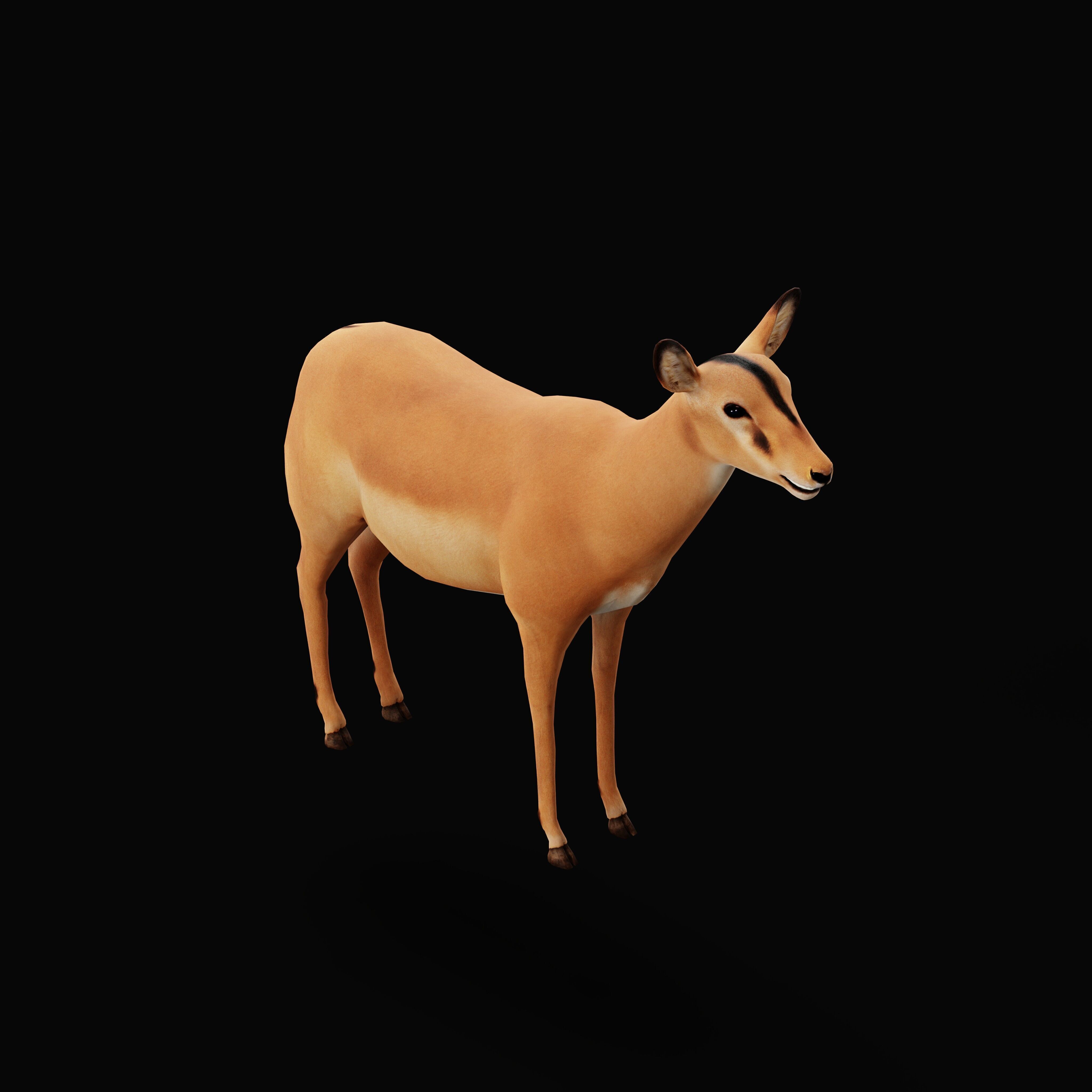Black Faced Female Impala Low-poly 3D model_41