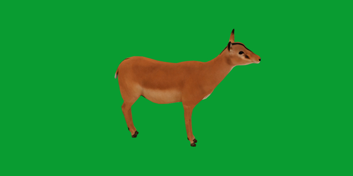 Black Faced Female Impala Low-poly 3D model_31