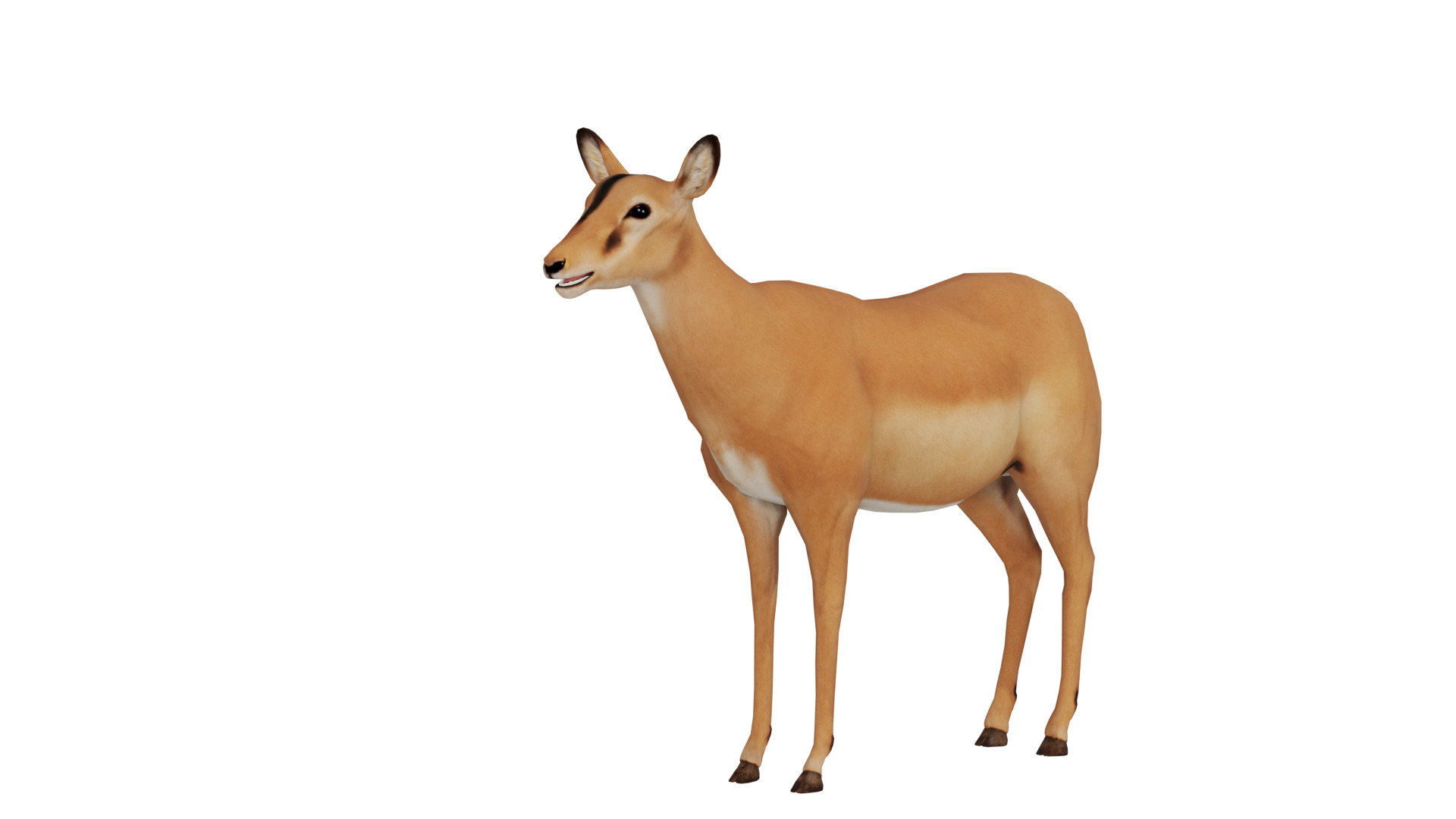 Black Faced Female Impala Low-poly 3D model_5