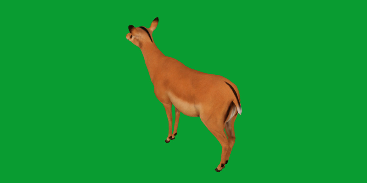 Black Faced Female Impala Low-poly 3D model_7