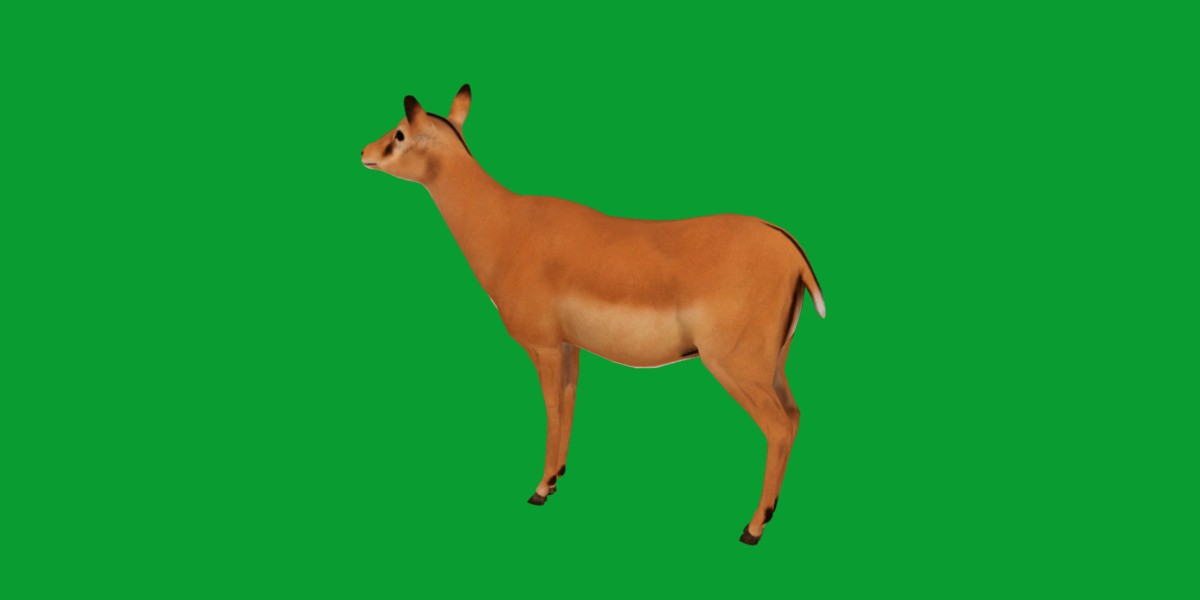 Black Faced Female Impala Low-poly 3D model_30