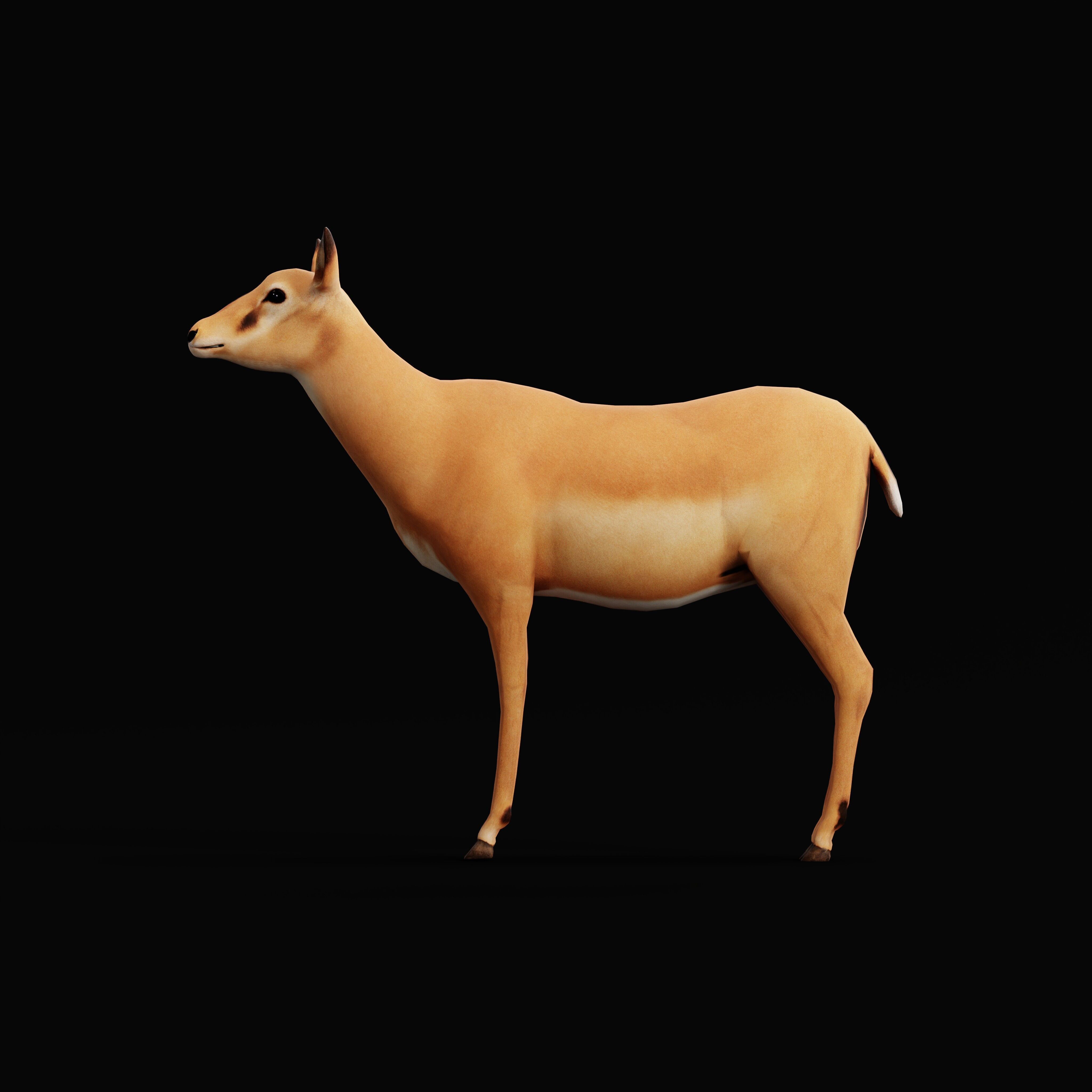 Black Faced Female Impala Low-poly 3D model_36