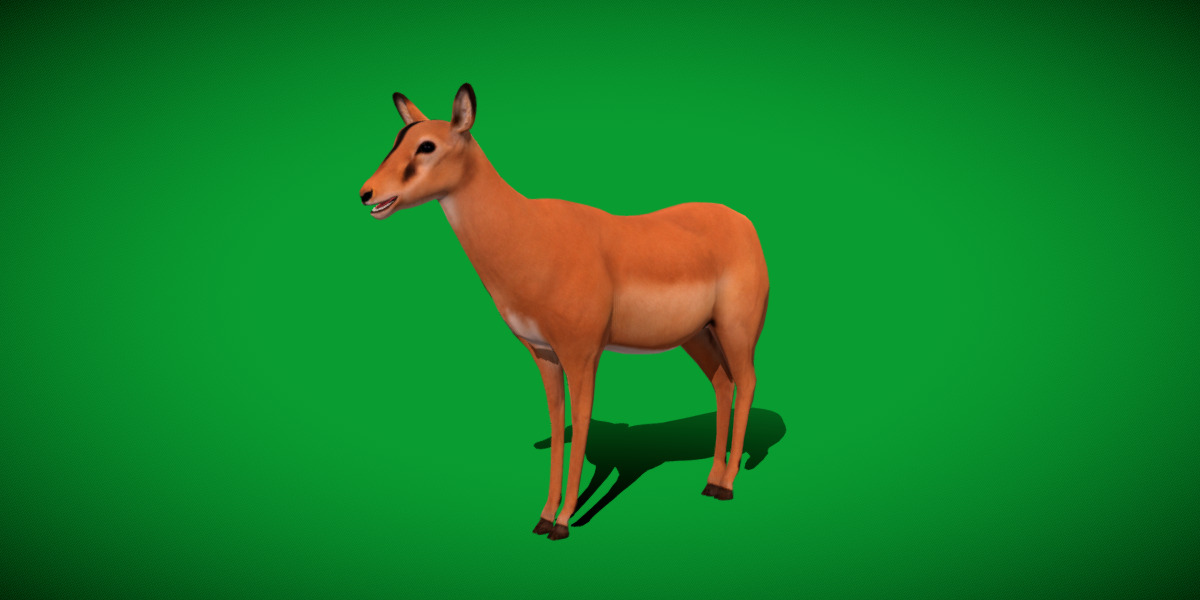 Black Faced Female Impala Low-poly 3D model_32