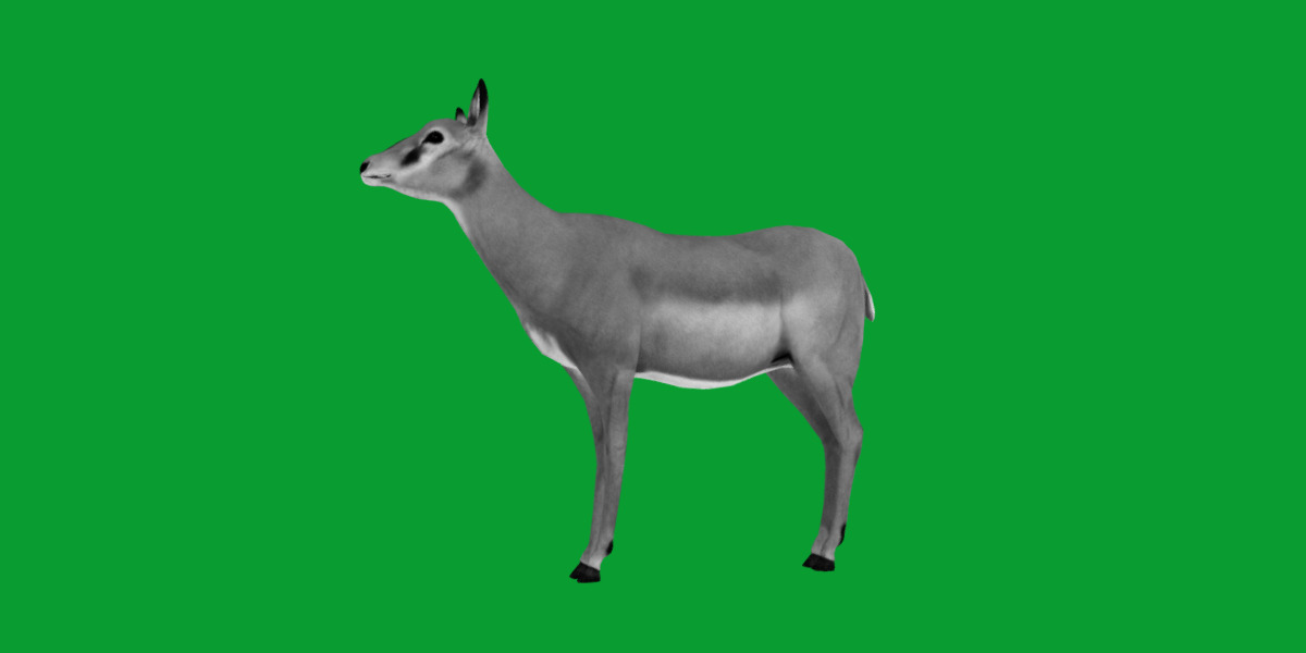 Black Faced Female Impala Low-poly 3D model_13