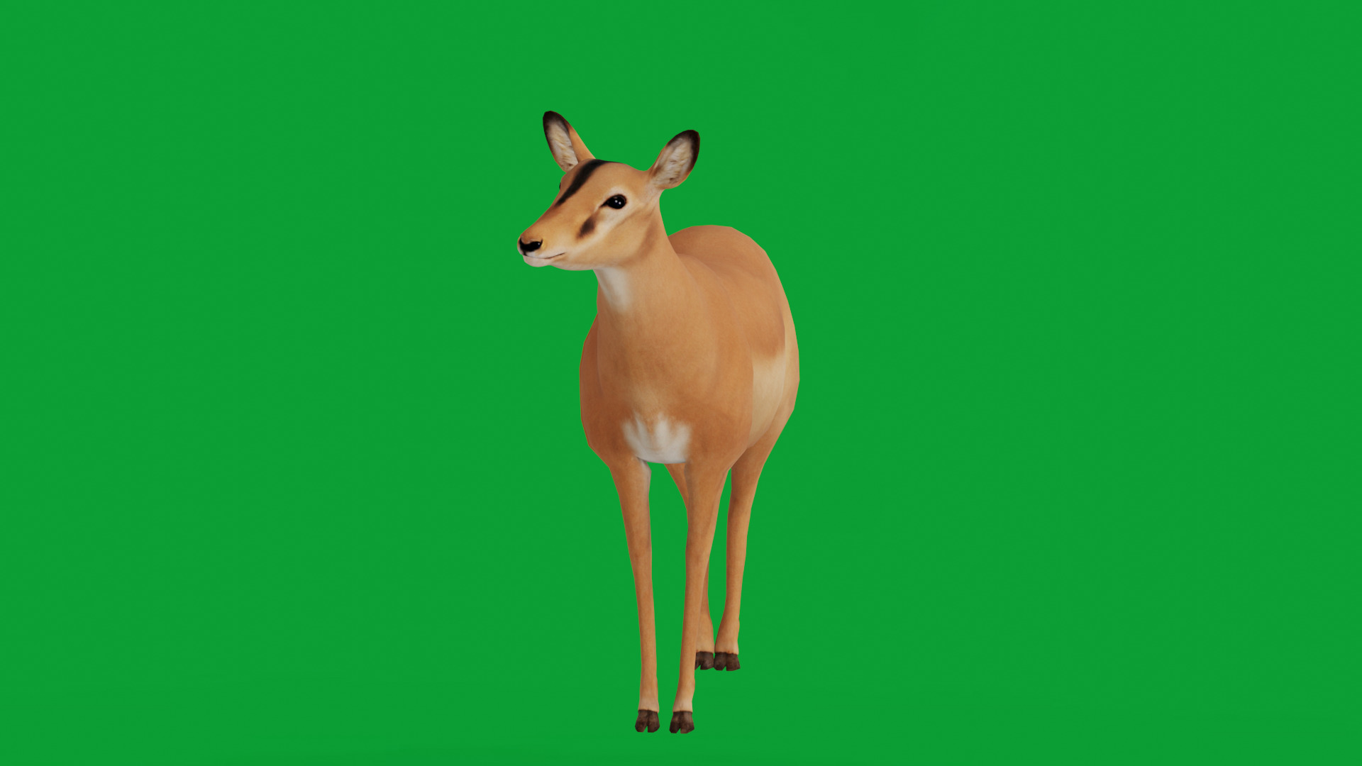 Black Faced Female Impala Low-poly 3D model_3
