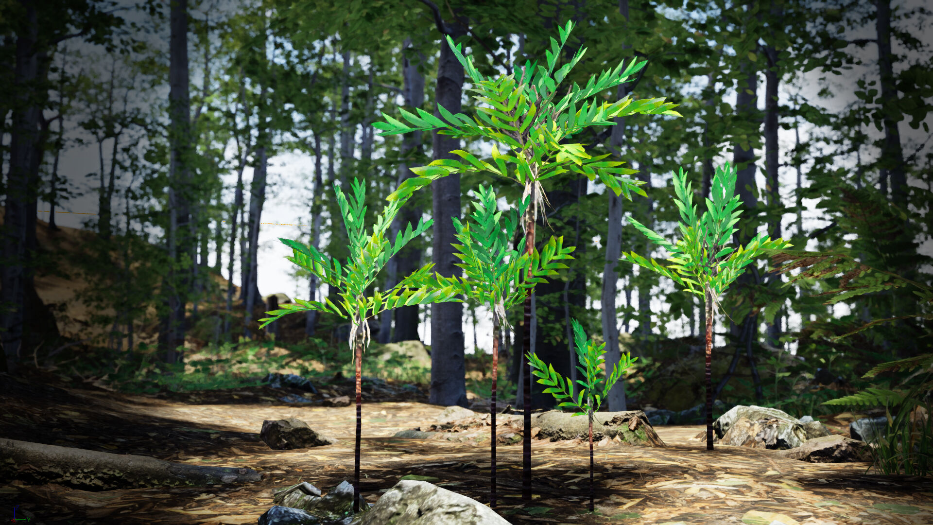 Vulnerable Plant - 6 Dypsis bonsai conifer Tree Low-poly 3D model_1