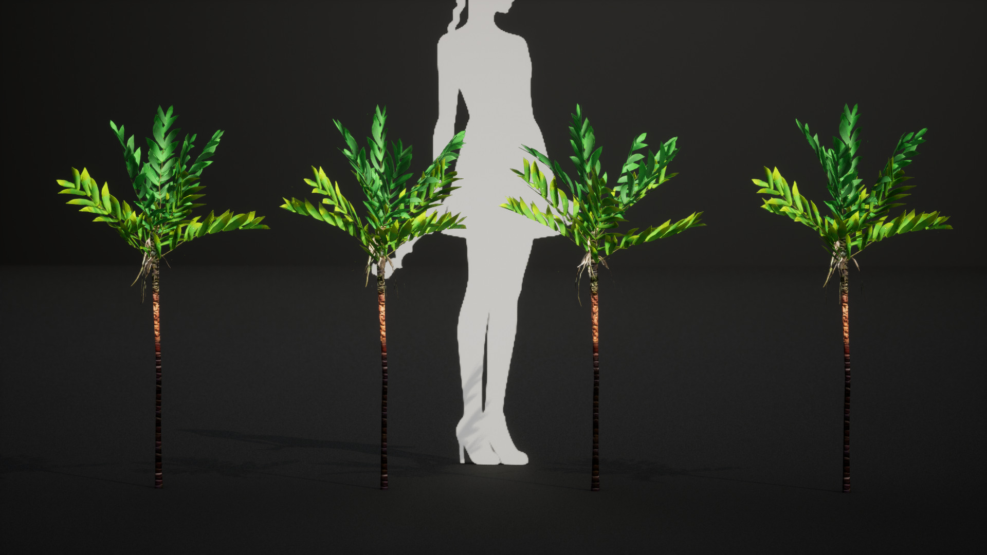 Vulnerable Plant - 6 Dypsis bonsai conifer Tree Low-poly 3D model_7