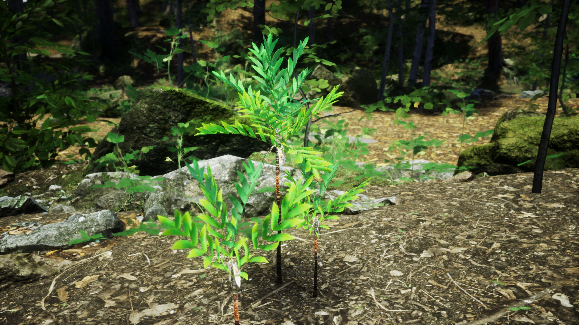 Vulnerable Plant - 6 Dypsis bonsai conifer Tree Low-poly 3D model_2