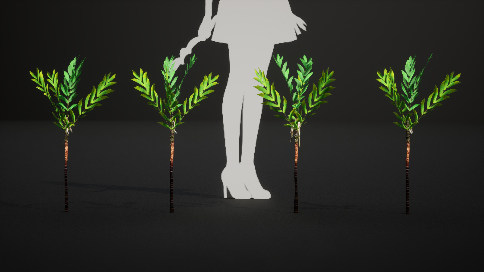Vulnerable Plant - 6 Dypsis bonsai conifer Tree Low-poly 3D model_5