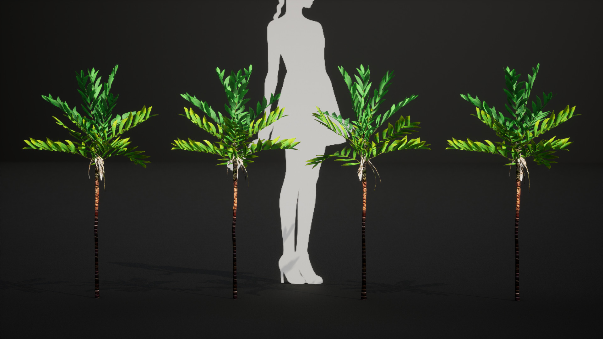 Vulnerable Plant - 6 Dypsis bonsai conifer Tree Low-poly 3D model_6