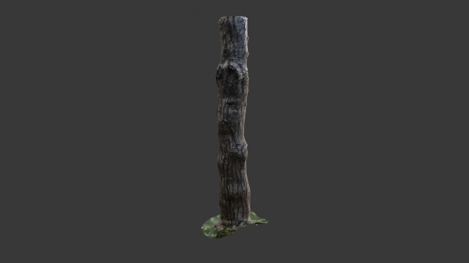 Old Pine Tree Trunk 3D Scanned Model Low-poly 3D model_5