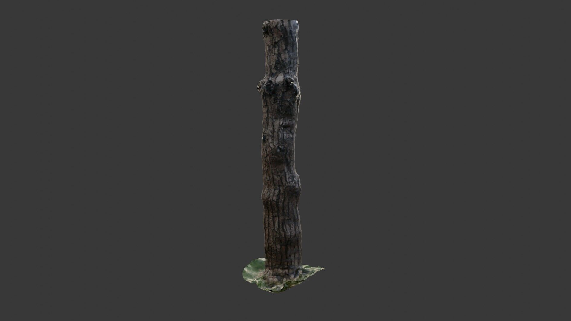 Old Pine Tree Trunk 3D Scanned Model Low-poly 3D model_6