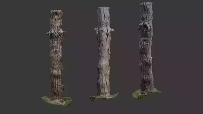 Old Pine Tree Trunk  3D Scanned Model