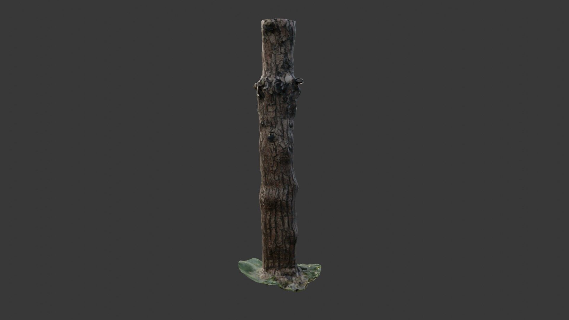 Old Pine Tree Trunk 3D Scanned Model Low-poly 3D model_7