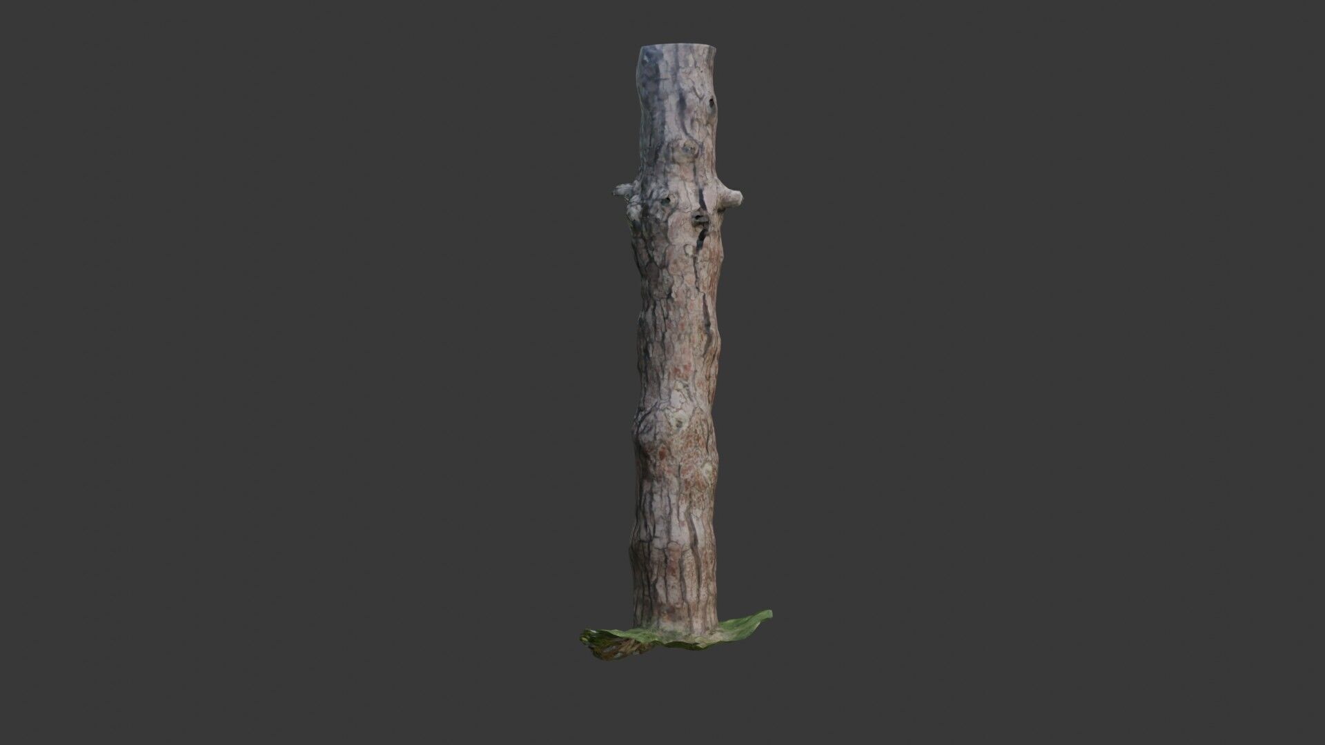 Old Pine Tree Trunk 3D Scanned Model Low-poly 3D model_1