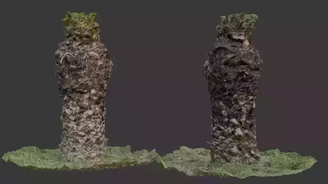 Palm Tree Trunk Base  3D Scanned Model